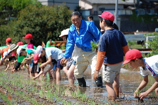 大室台小田植え体験学習