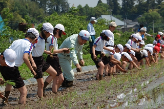 大室台小学校田植え体験